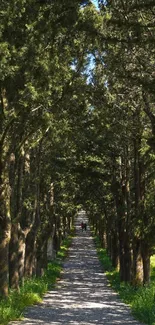 Serene tree-lined pathway during daytime, ideal for nature wallpaper.