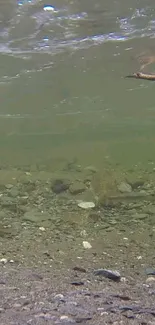 Underwater view of a serene river with pebbles and gentle currents.