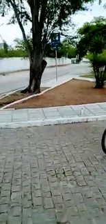 Urban cycling path with trees and rider.