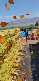 Rural vineyard with autumn leaves and grape stacks.