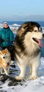 Two fluffy dogs and hiker in snowy mountains.