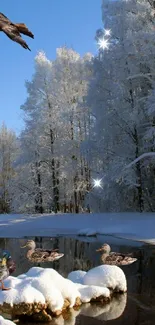 Hawk flying over snowy forest and river scene.