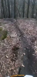 Scenic woodland trail with fallen leaves.