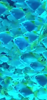 Vibrant school of blue fish creating a captivating oceanic wallpaper.