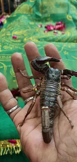 Scorpion resting on a hand with a vibrant green background.