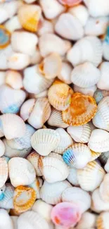 Close-up of colorful sea shells forming a natural pattern for phone background.