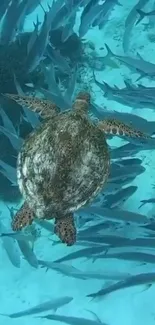 Sea turtle swimming with fish in clear blue ocean water.