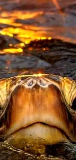 Sea turtle surfacing at sunset with golden water reflections.