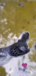 Close-up of a swimming sea turtle with a blurred ocean background.