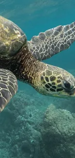 Close-up of a sea turtle swimming in clear turquoise ocean water.