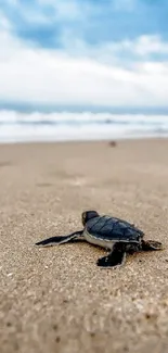 Baby sea turtle on a sandy beach with ocean waves.
