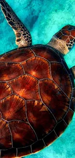 A sea turtle swimming in turquoise ocean waters, captured for a stunning mobile wallpaper.