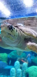 Underwater view of a sea turtle swimming in a clear, vibrant aquatic environment.