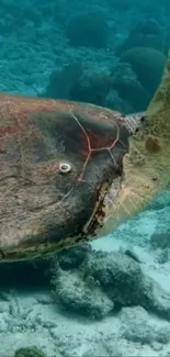 Sea turtle swimming underwater in clear ocean.