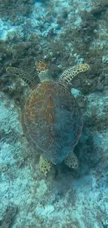 Sea turtle gracefully swimming underwater over a coral reef.