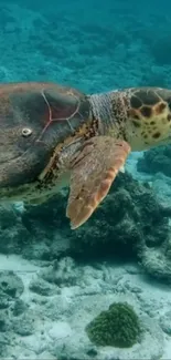 Majestic sea turtle swimming underwater amidst coral reefs.