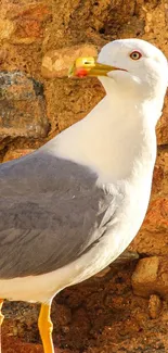 Seagull on ancient stone wall under blue sky, ideal for mobile wallpaper.