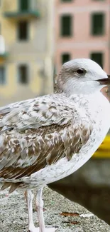 Seagull perched in front of colorful buildings, creating a serene urban scene.