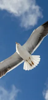 Seagull soaring in a clear blue sky with clouds.