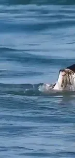 A seagull diving gracefully into the blue ocean waters.