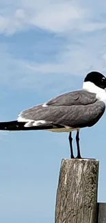 Seagull perched on a wooden pier against a blue sky backdrop.