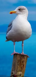 Seagull perched on post by blue ocean.