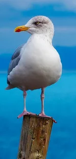 Seagull perched on a wooden pole with a blue ocean and sky backdrop.