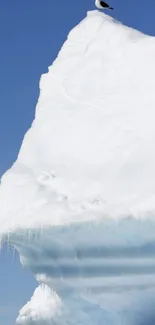 Seagull sitting atop a large, bright white iceberg against a clear blue sky.