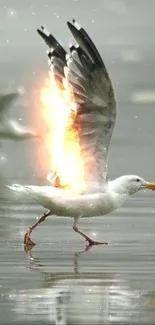 Seagull gracefully walking along a misty shore with reflection.