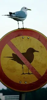 Seagull perched on no-birds sign at dusk.