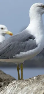 Seagull perched on a rock by the sea, captured in a serene coastal setting.