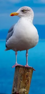 Seagull perched on post with ocean backdrop.