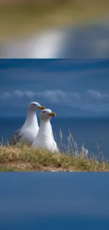 Serene mobile wallpaper featuring two seagulls overlooking a vast blue ocean.