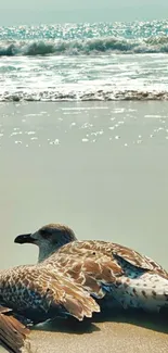 Seagull resting on a sandy beach by the ocean.