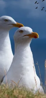 Two seagulls stand against a vivid blue sky in this serene mobile wallpaper.