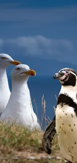 Wallpaper with seagulls and a penguin in a coastal setting under blue skies.