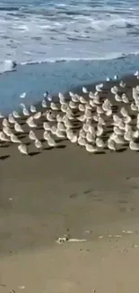 Seagulls gathered on a sandy beach near the ocean waves.