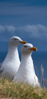 Two seagulls perched on a cliff by an ocean with a blue sky backdrop.