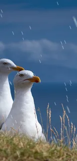 Two seagulls perched on a grassy cliff with a blue ocean backdrop.