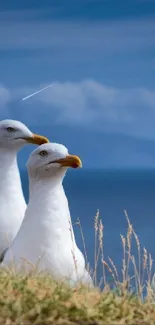 Seagulls on a grassy cliff by the blue ocean with a cloudy sky.