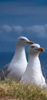 Two seagulls perched on a cliff overlooking the ocean under a blue sky.