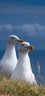 Two seagulls stand on a grassy cliff by the ocean.