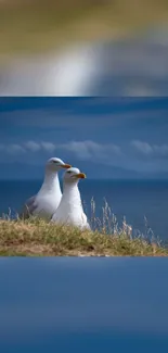 Two seagulls perched on coastal cliffs with a blue sky background.