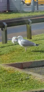 Two seagulls standing on a green lawn under the sun.