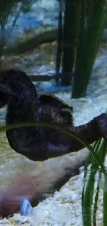 Seahorse nestled among lush aquatic plants in a tranquil underwater scene.