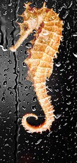 Orange seahorse on rainy glass background wallpaper.