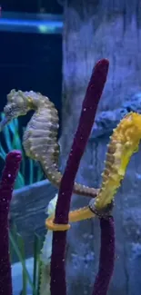 Colorful seahorses among underwater corals.