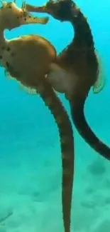 Two seahorses embracing underwater against a turquoise background.