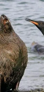 Seal and penguin by the water, wildlife scene.