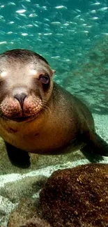 Seal pup swimming underwater with fish above.